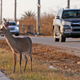 A young deer stands on the side of Overseas Highw in the aftermath of Hurricane Irma, Wednesday, Sept. 13, 2017, in Big Pine Key, Fla. (AP Photo/Alan Diaz)